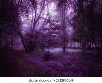 Purple forest in the morning fog. Autumn woods in thick fog in bright colors. Foggy landscape.