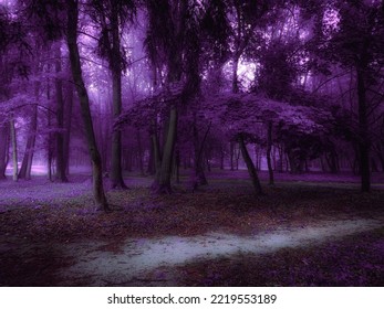 Purple forest in the morning fog. Autumn woods in thick fog in bright colors. Foggy landscape.