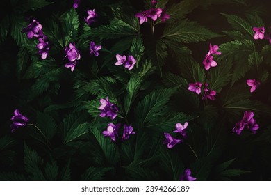 Purple forest wildflowers for dark moody floral background, Cardamine pentaphyllos - Shutterstock ID 2394266189