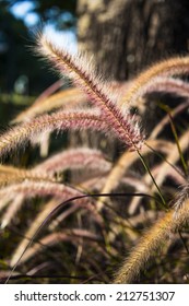 Purple Fountain Grass