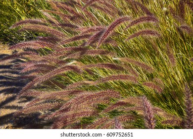 Purple Fountain Grass