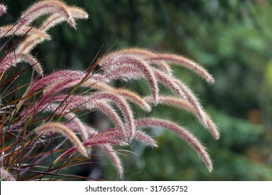 Purple Fountain Grass Ornamental Plant In Garden Landscaping Closeup