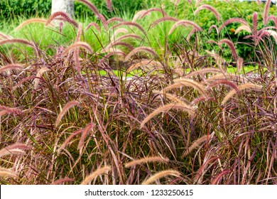 Purple Fountain Grass (Pennisetum Setaceum Rubrum) - Pembroke Pines, Florida, USA