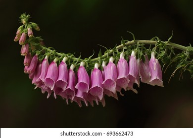 Purple Foxglove (Digitalis Purpurea)