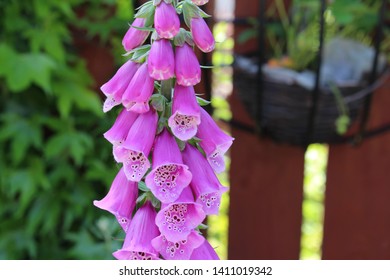 Purple Foxglove In Home Garden With Ivy, Fence And Caged Hanging Basket In Background