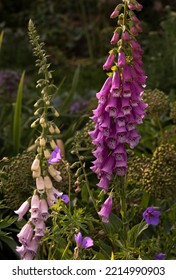 Purple Foxglove Spike In The Garden.