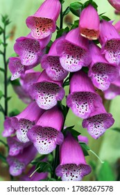 Purple Foxgloves, Pink Panther Variety