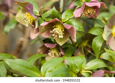 Purple Fragrant Hellebore Garden Spring