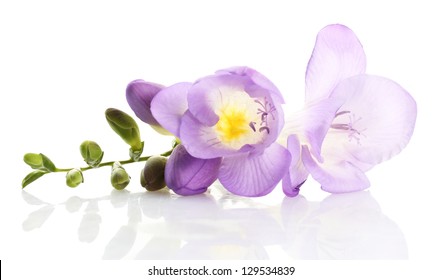 Purple Freesia Flower, Isolated On White