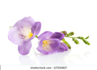 Purple Freesia Flower, Isolated On White