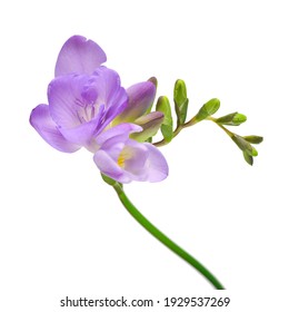 Purple Freesia High Res Stock Images Shutterstock