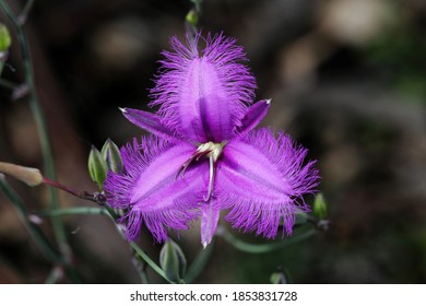 Purple Fringe Lily - Thysanotus Tuberosus