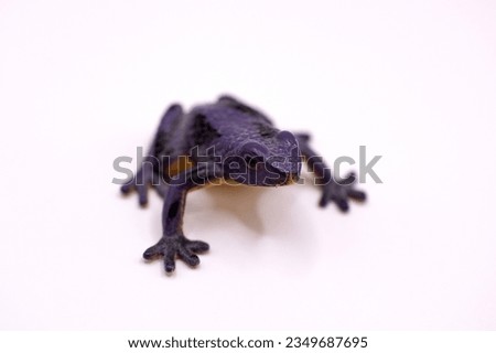 Purple frog toy on a white background