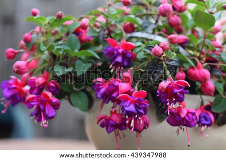 Purple Fuchsia in pot