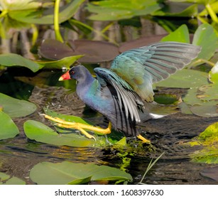 A Purple Gallinule In A Marsh