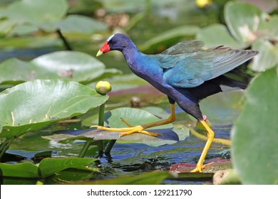 Purple Gallinule (Porphyria martinica) Using its Large Feet to Walk Across Lily Pads - Everglades National Park, Florida