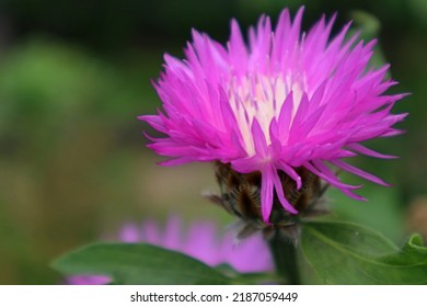 Purple Garden Cornflower, Taken Close-up.