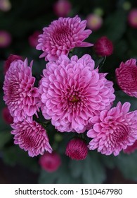 Purple Garden Mums Close Up 