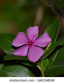 Purple Garden Phlox Taken At Night