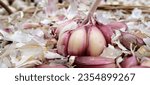 purple garlic in the market box 