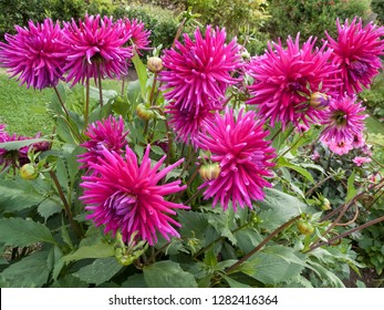 Purple Gem Dahlia Flowers Closeup