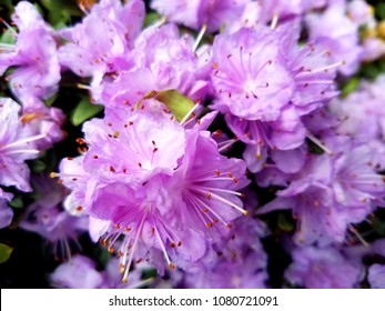 Purple Gem Rhododendron Flowers