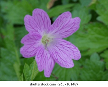 Purple geranium close up view