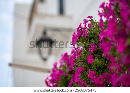 Purple geranium flower plan in bloom in a urban facade background