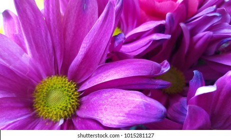 Purple Gerber Daisies