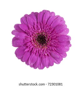 purple gerbera daisy blossom with dew drops isolated on white background