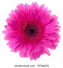 Purple gerbera flower closeup. Isolated on white - Shutterstock ID 70746676