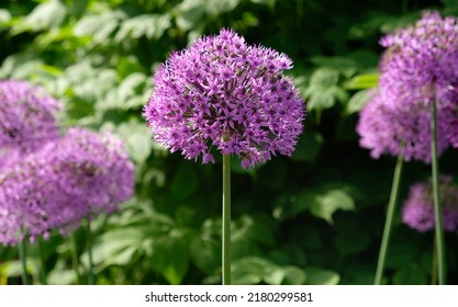 Purple Giant Onion blooming, Field of Allium ornamental onion. Few balls of blossoming Allium flowers. Concept of gardening, the cultivation of bulbous plants.