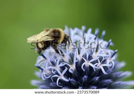 Purple globe thistle, Echinops ritro, flower in close up with a bumblebee and a blurred background of leaves.