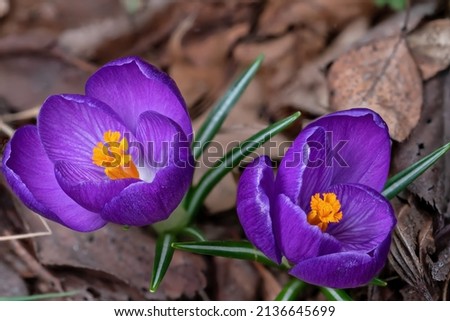 Purple and gold crocus flowers pushing thru a bed of dead leaves. It is a genus of flowering plants in the iris family with 90 species of perennials growing from corms. 