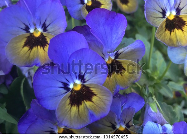 Purple Gold Pansy Flowers Monkey Faces Stock Photo 1314570455