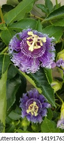 Purple Granadilla Passionflower In Bloom 