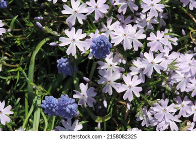 Purple grape hyacinth and blue phlox flowers on green grass background