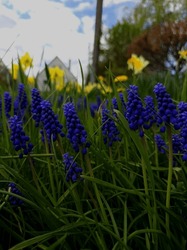 Purple Grape Hyacinths Against A Background Of Spring Daffodils And A Suburban House.