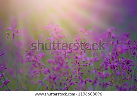 Similar – Image, Stock Photo wild lavenders in the field, a sunny day