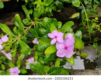 Purple Graveyard Flowers On The Plant