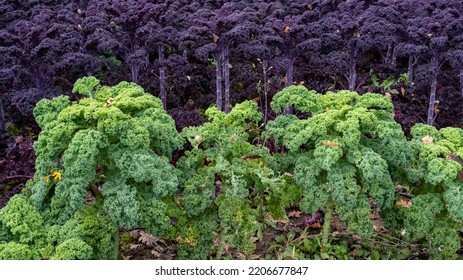 Purple And Green Cabbage Bush In The Garden. Fresh And Healthy. Diet Food.