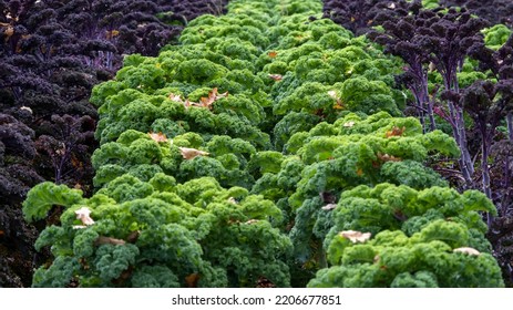 Purple And Green Cabbage Bush In The Garden. Fresh And Healthy. Diet Food.