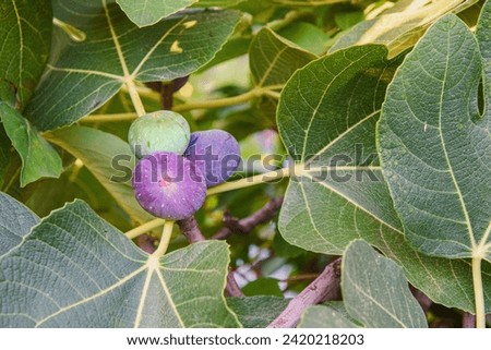 purple and green fresh fig fruit from fig tree