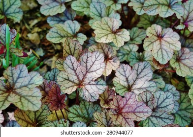 Purple And Green Leaves Of The Heuchera Silver Scrolls Coral Bells Plant