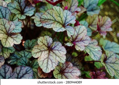 Purple And Green Leaves Of The Heuchera Silver Scrolls Coral Bells Plant