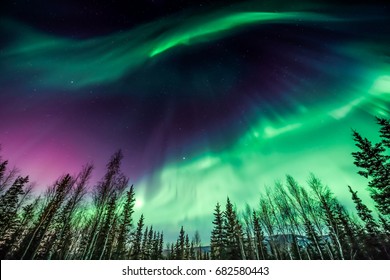 Purple and green Northern Lights in wave pattern over trees
