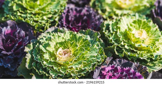 Purple and green white ornamental cabbage (Brassica oleracea) Kale flower  - Shutterstock ID 2196159215