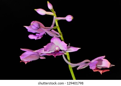 Purple Ground Orchid Of Calanthe, Calanthe Sylvatica