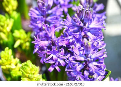 Purple Gynura Aurantiaca, Called Purple Passion Or Velvet Plant, Is A Species Of Flowering Plant In The Daisy Family Asteraceae.