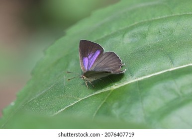 Purple Hairstreak A Rare Butterfly 